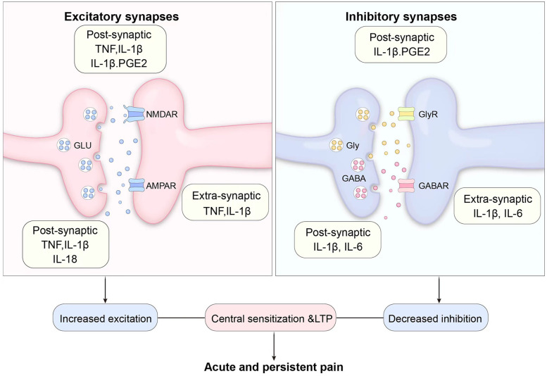 Gut microbiota-mediated pain sensitization: mechanisms and therapeutic implications.