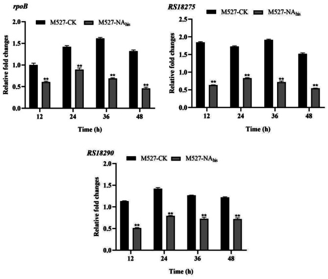 Study on the regulatory mechanism of NsdA<sub>sr</sub> on rimocidin biosynthesis in Streptomyces rimosus M527.