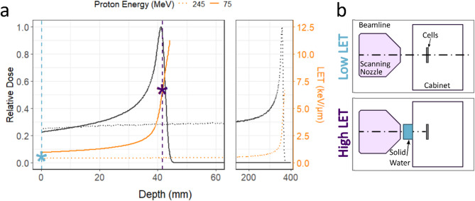 Unravelling the impact of linear energy transfer on micronuclei induction from proton and photon irradiation.