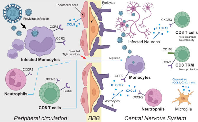 CD8 T cell dynamics and immune cell trafficking in ZIKV infection: implications for neuroinflammation and therapy.