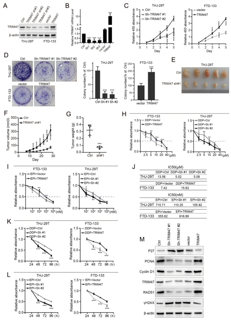 Tripartite motif 47 promotes the development of thyroid carcinoma through ADAR ubiquitination.