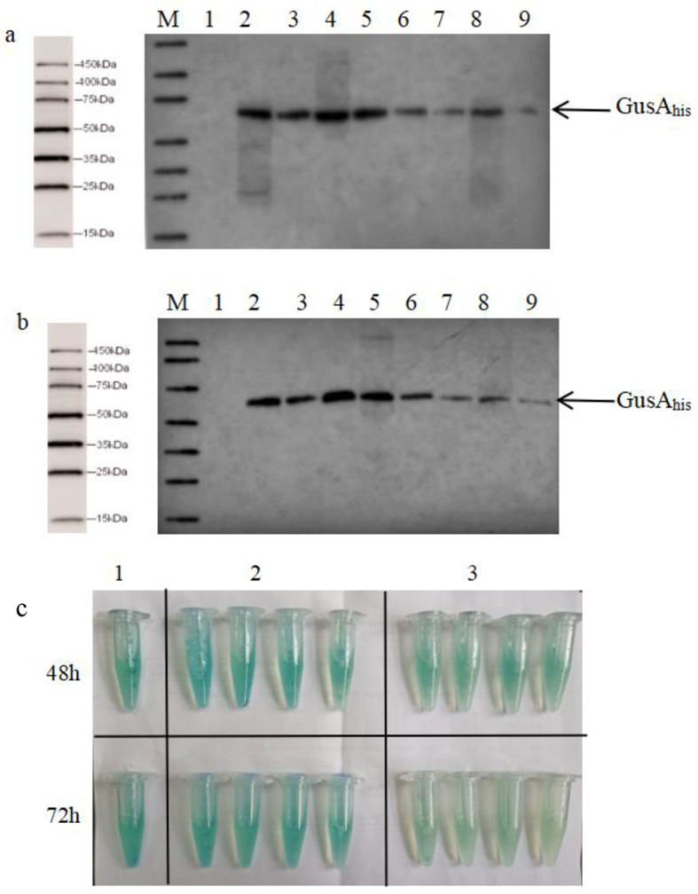 Study on the regulatory mechanism of NsdA<sub>sr</sub> on rimocidin biosynthesis in Streptomyces rimosus M527.