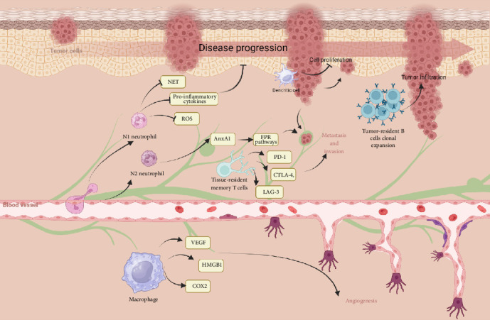 The Multifaceted Role of the IL-2 Cytokine Family in Melanoma: Mechanisms, Therapeutic Implications, and Immune Modulation.