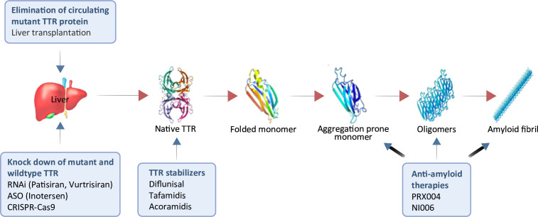 Advances in the treatment of transthyretin amyloidosis.
