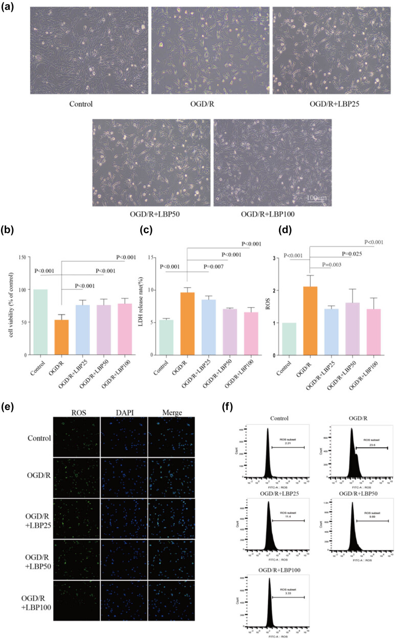 Mechanism study on the attenuation of cerebral ischemia-reperfusion injury by LBP extract through regulation of SIRT1/PGC-1α axis.