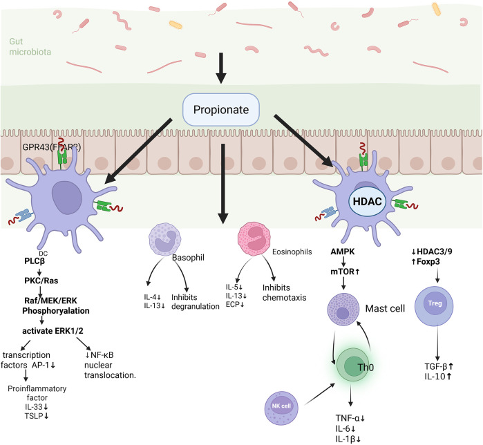 Gut microbiota-metabolome crosstalk in allergic diseases: mechanistic insights and translational opportunities.