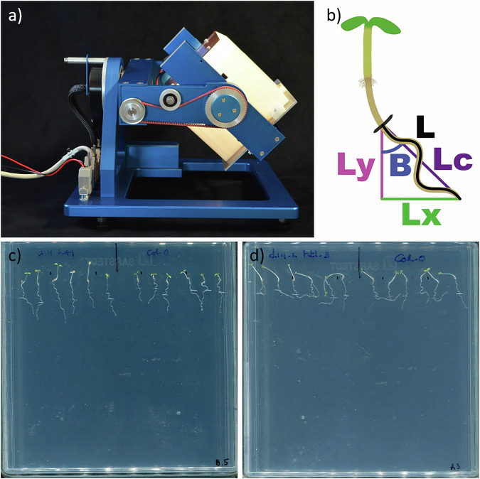 Light is sufficient to compensate for random positioning machine-simulated microgravity in plant roots.