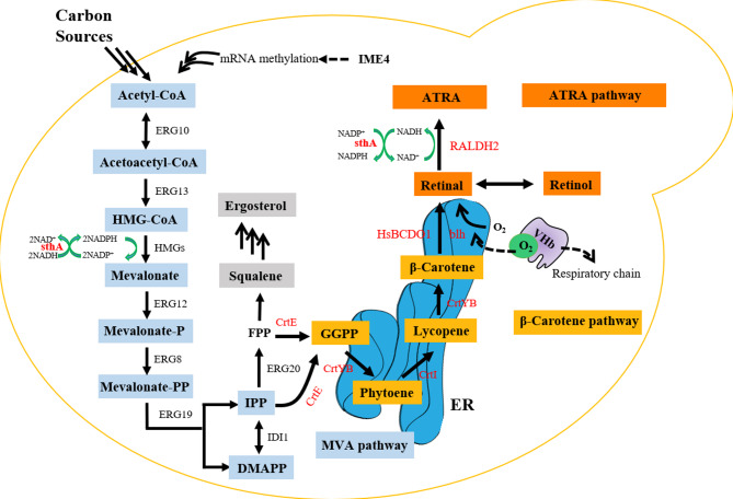 Multiplex metabolic engineering of yeast for high-efficiency all-trans-retinoic acid production.