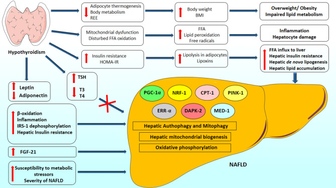 Evidence on the link between hypothyroidism and non-alcoholic fatty liver disease: an updated systematic review.