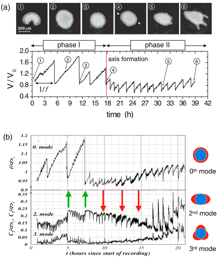 Is <i>Hydra</i> Axis Definition a Fluctuation-Based Process Picking Up External Cues?