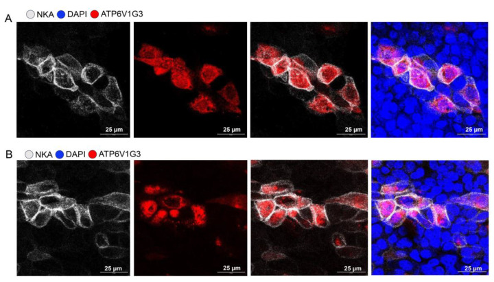 Isolation and Culture of Ferret Airway Stem Cells.