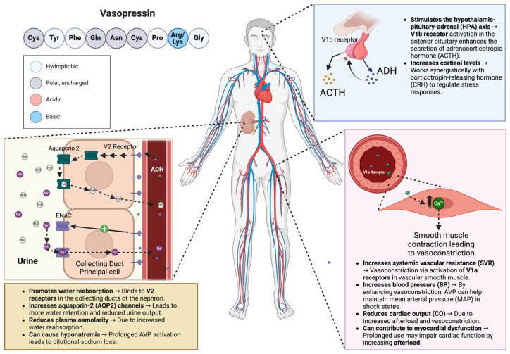 High-Stakes Hormone: Vasopressin Use as a Last-Line Therapy for Shock in Pediatrics-A Narrative Review.