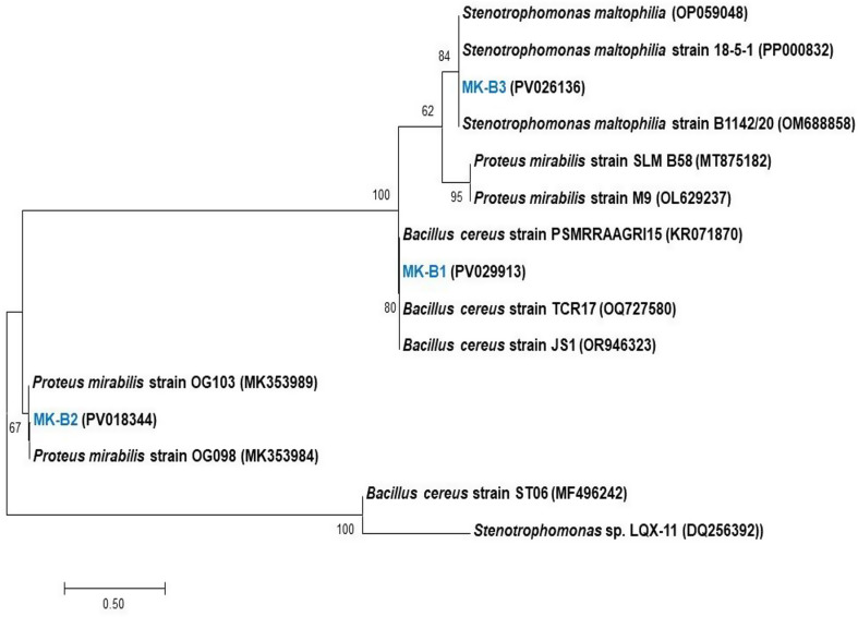 Efficient biodegradation and detoxification of reactive black 5 using a newly constructed bacterial consortium.