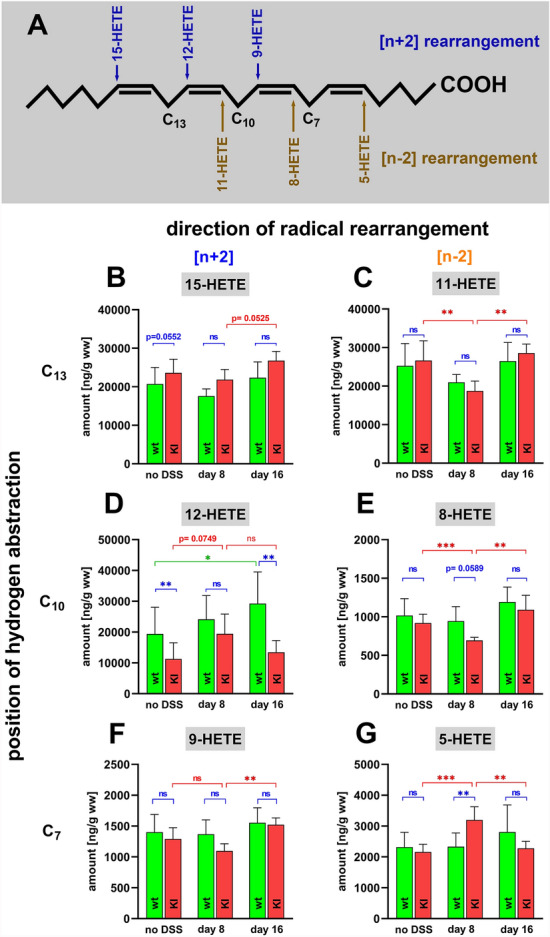 Functional humanization of 15-lipoxygenase-1 (Alox15) protects mice from dextran sodium sulfate induced intestinal inflammation.