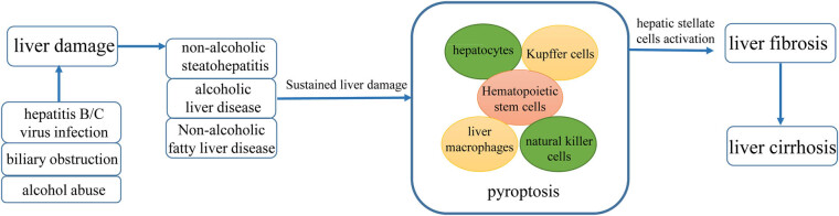 Therapeutic approaches for liver fibrosis/cirrhosis by targeting pyroptosis.