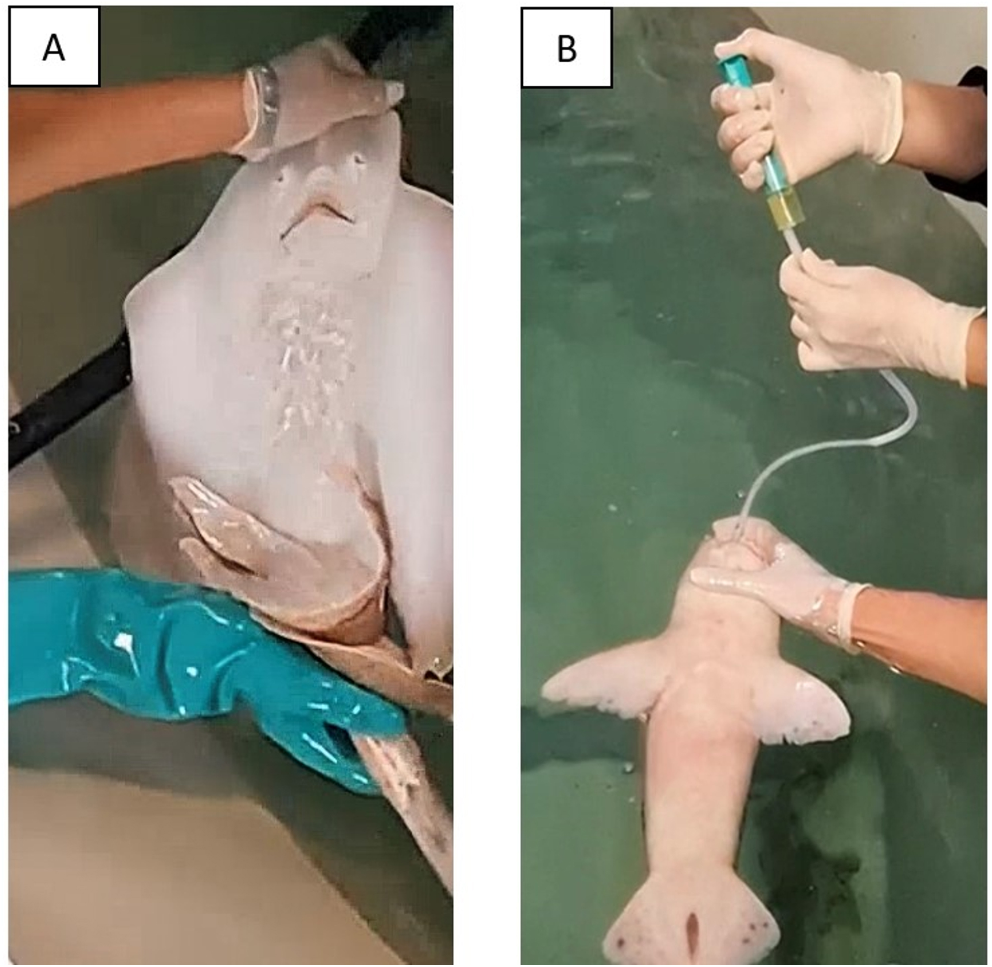 Pharmacokinetic study of voriconazole administered orally at 50 mg/kg in nursehound sharks (Scyliorhinus stellaris) and udulate skates (Raja undulata).