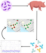 Seroepidemiology of porcine toxoplasmosis: A cross-sectional study in Bosnia and Herzegovina.