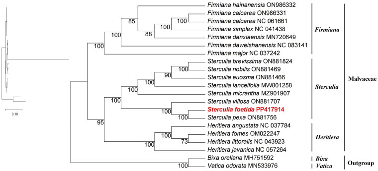 The first complete chloroplast genome sequence of <i>Sterculia foetida</i> Linnaeus (Malvaceae) and a comparative phylogenetic analysis.