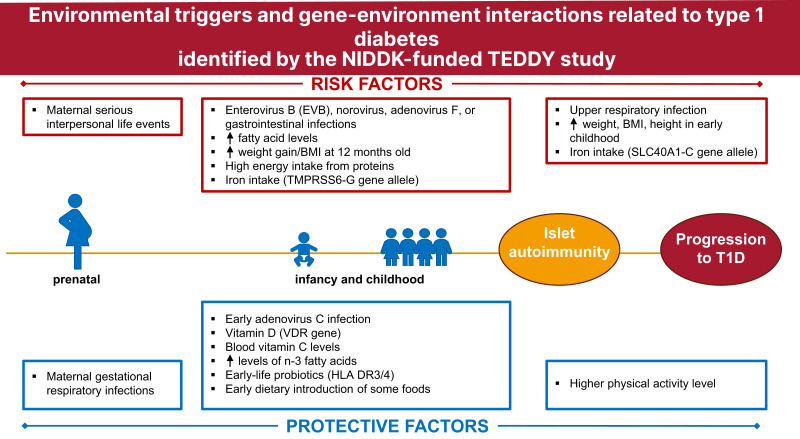 Unfolding the Mystery of Autoimmunity: The Environmental Determinants of Diabetes in the Young (TEDDY) Study.