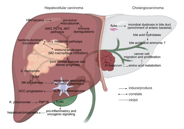 Unveiling the intratumor microbiome in liver cancer: Current insights and prospective applications.