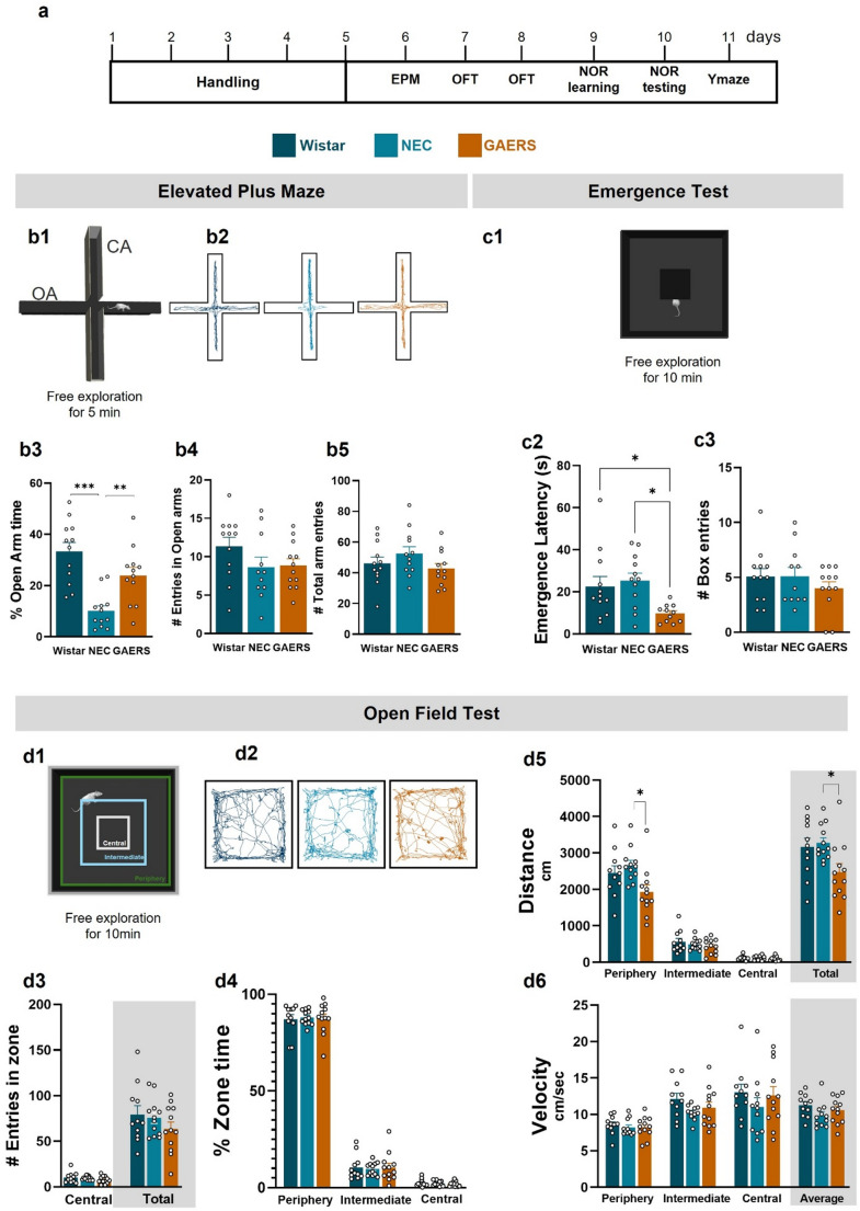 Impairment of Spatial Working Memory but Preservation of Recognition Memory in Female Rats with Spontaneous Absence Seizures