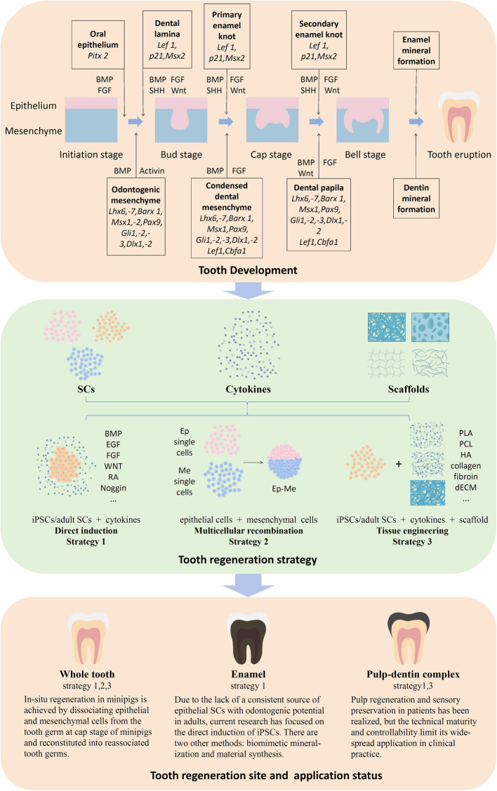 The comprehensive progress of tooth regeneration from the tooth development to tissue engineering and clinical application.