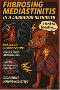Fibrosing Mediastinitis in a 5-Year-Old Labrador Retriever.