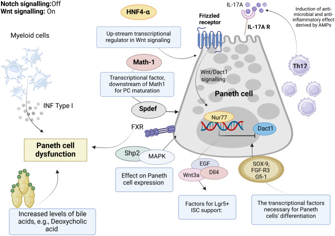 The gut-heart axis: a correlation between Paneth cells' dysfunction, microbiome dysbiosis, and cardiovascular diseases.