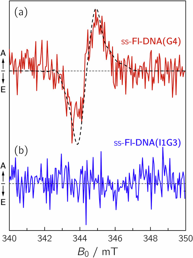 Direct observation of long-lived radical pair between flavin and guanine in single- and double-stranded DNA-oligomers.