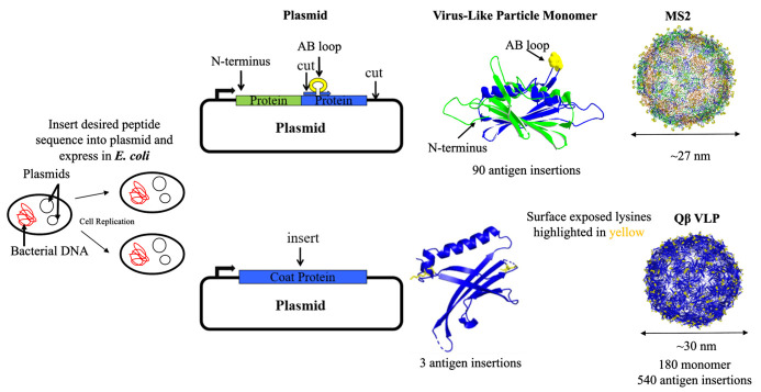 Multi-phase Training in Virus-Like Particle Synthesis to Foster Science Self-efficacy in Students With Minimal Laboratory Experience.