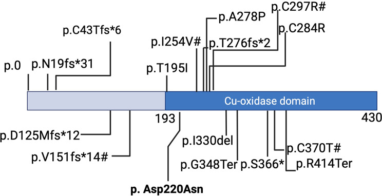 A novel LACC1 variant c.658G>A (p. Asp220Asn) in familial juvenile arthritis: identification and functional analysis.