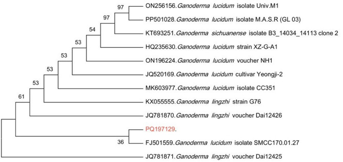 Unlocking Reishi's secrets: nutritional and medicinal traits of Ganoderma lucidum isolated from tree bark in Egypt.