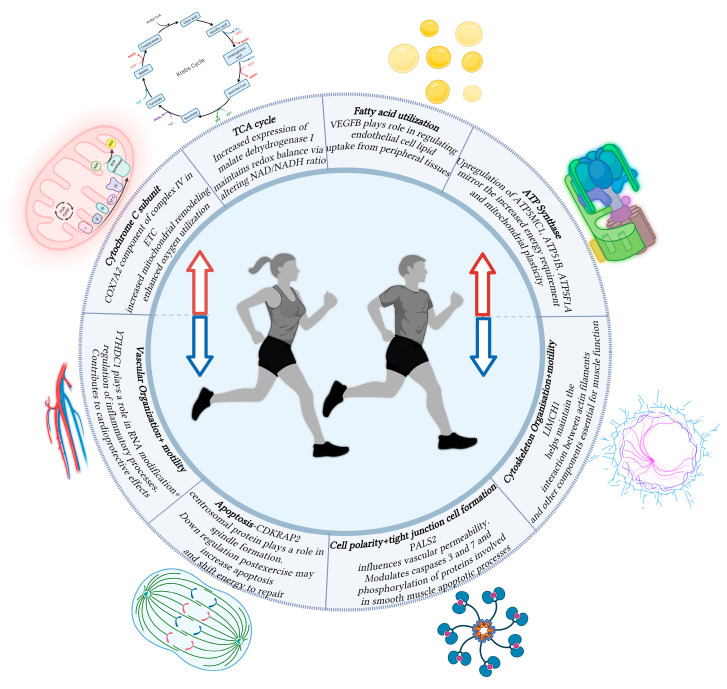 Transcriptional Signatures of Aerobic Exercise-Induced Muscle Adaptations in Humans.