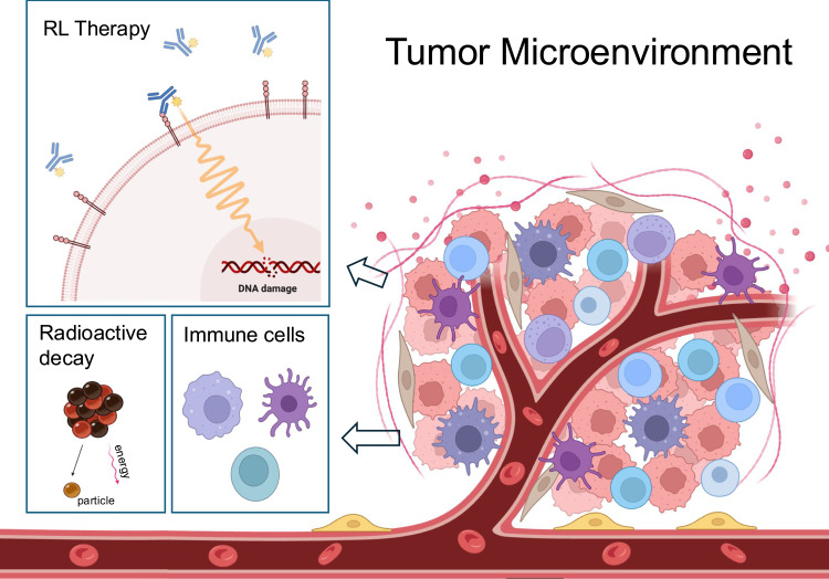 Combination of Radioligand Therapy and Immunotherapy: How to Make It Work in Clinic?