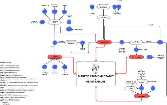 From Type 2 Diabetes Mellitus To Diabetic Cardiomyopathy - A Systematic Review On The Role Of MicroRNA.