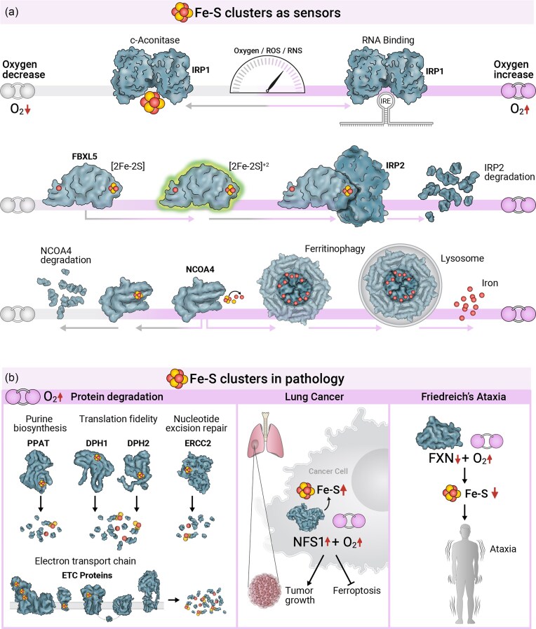 Rust and redemption: iron-sulfur clusters and oxygen in human disease and health.
