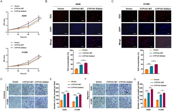 Correction: A novel mechanism for A-to-I RNA-edited CYP1A1 in promoting cancer progression in NSCLC.