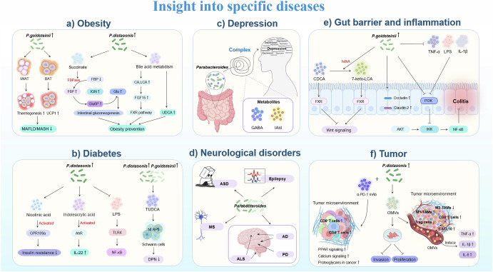 Parabacteroides as a promising target for disease intervention: current stage and pending issues.