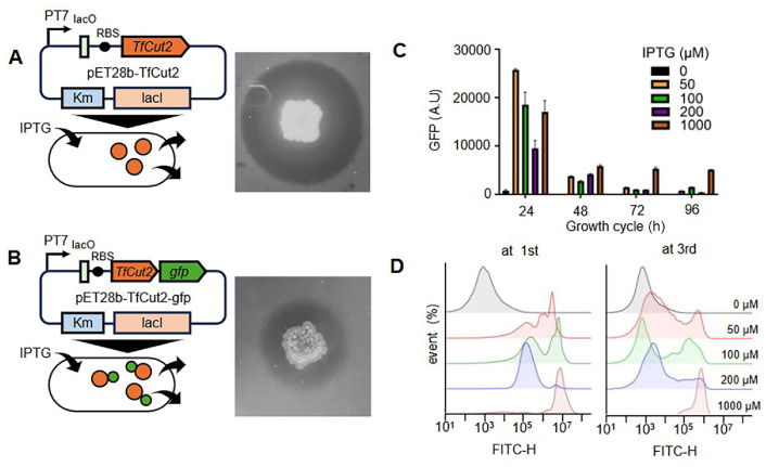 Rapid Screening of Plastic-Degrading Enzymes Using an Optimized Cell-Free Protein Synthesis Platform.