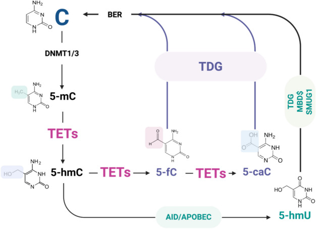 Epi-nutrients for cancer prevention: Molecular mechanisms and emerging insights.