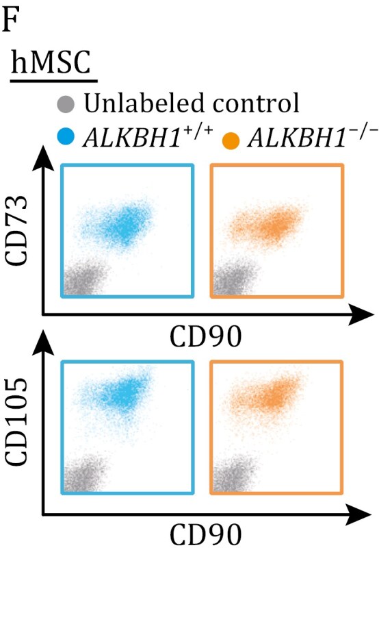 Correction to: ALKBH1 deficiency leads to loss of homeostasis in human diploid somatic cells.