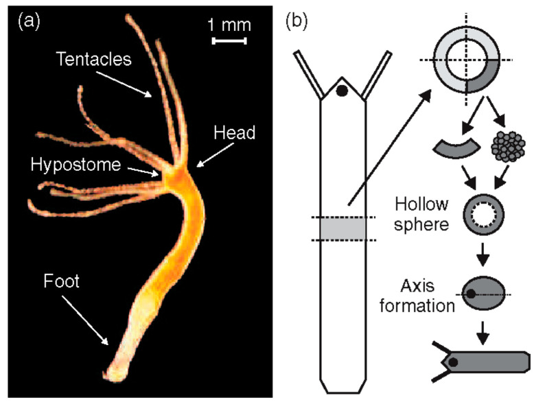 Is <i>Hydra</i> Axis Definition a Fluctuation-Based Process Picking Up External Cues?