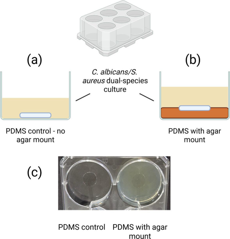 A simple silicone elastomer colonization model highlights complexities of <i>Candida albicans</i> and <i>Staphylococcus aureus</i> interactions in biofilm formation.