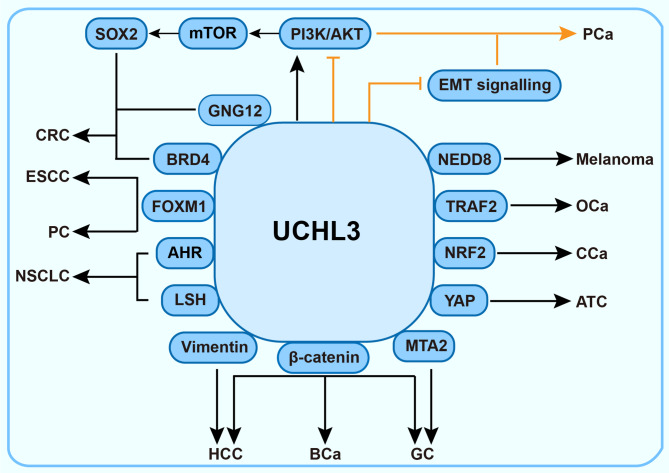 UCHL3: a crucial deubiquitinase in DNA damage repair and tumor progression.