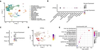 Biallelic Mutations in the Otogelin-Like Gene (OTOGL) Associated With Congenital Non-Syndromic Sensorineural Hearing Loss in a Chinese Family.