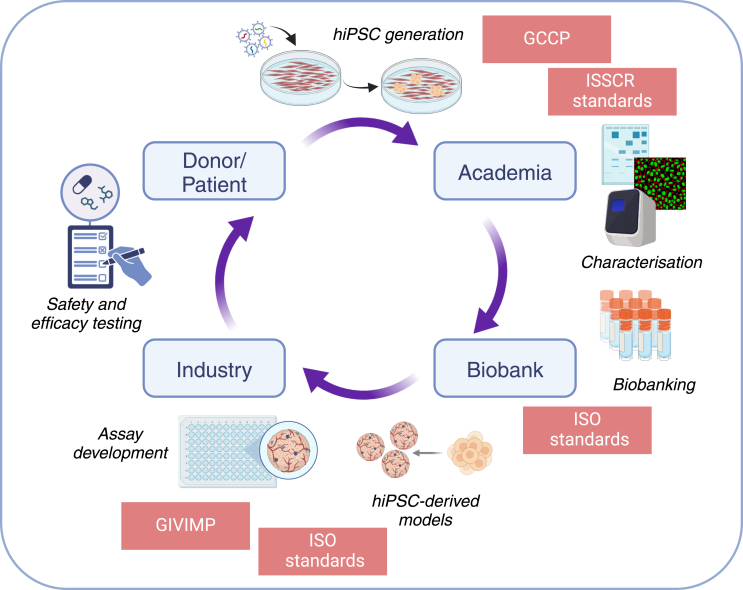 Promoting the adoption of best practices and standards to enhance quality and reproducibility of stem cell research.