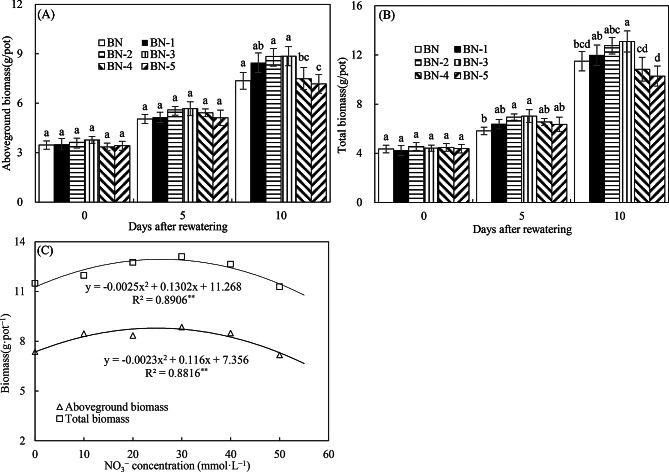 Dual function of heterotrophic ammonia-oxidizing bacteria in facilitating maize compensatory growth under limited rewatering after drought.