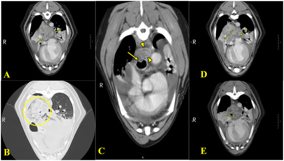 Fibrosing Mediastinitis in a 5-Year-Old Labrador Retriever.