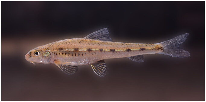 The complete mitochondrial genome of <i>Microphysogobio chinssuensis</i> (Cypriniformes: Gobioninae) from Shanxi Province of China.