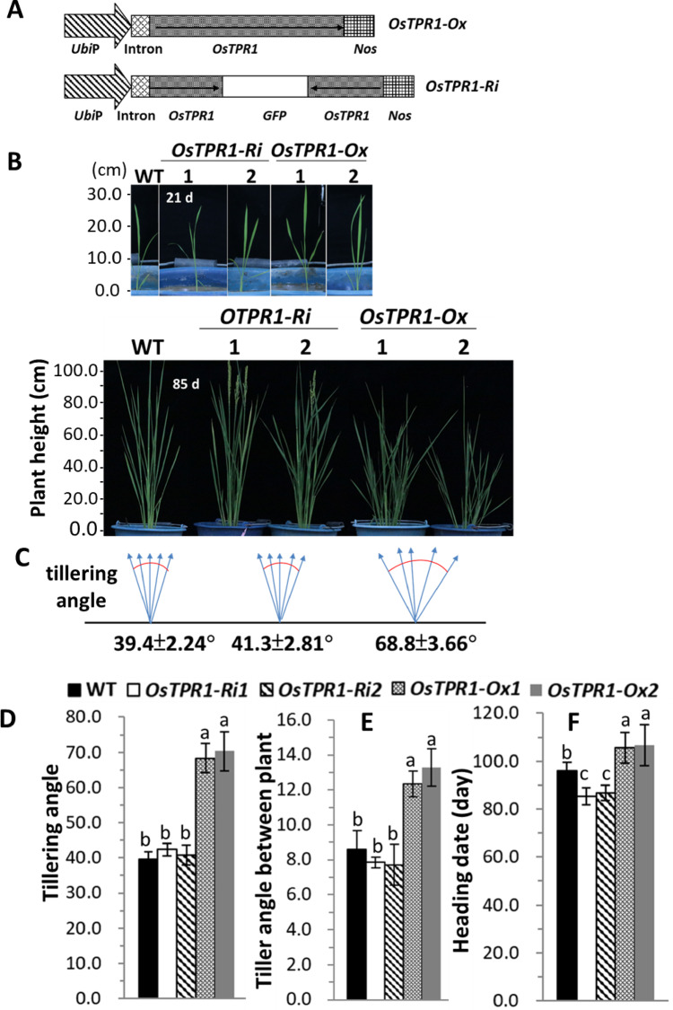 Transcriptional corepressor OsTPR1 regulates tillering and lateral root development in rice.